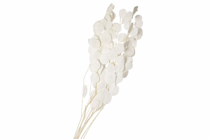 Dried Bleached Eucalyptus Populus
