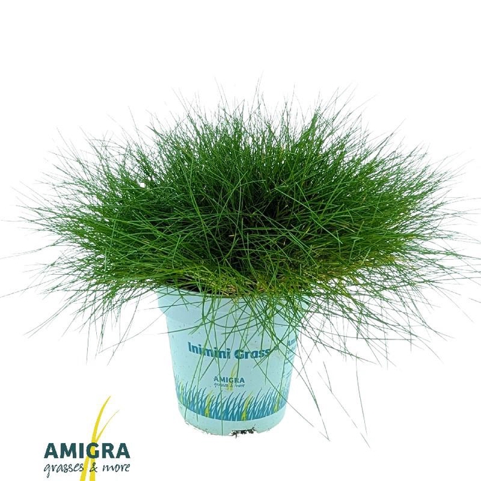<h4>Festuca gautieri AmiGreen®</h4>