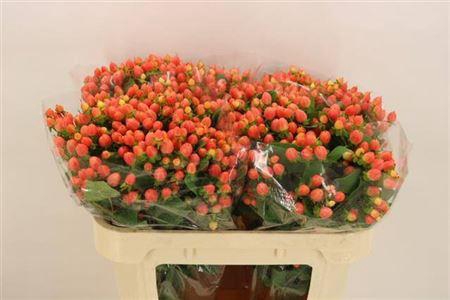 Hyp Mag Roy Princess