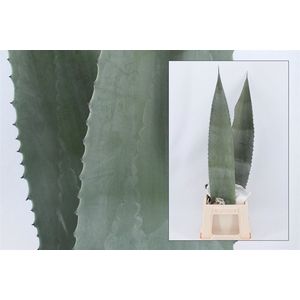 Agave Americane Bleu