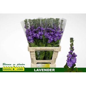 MATTH MILLA LAVENDER