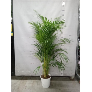 Dypsis lutescens   ...Chrysalidoca