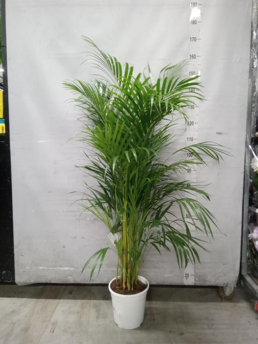 <h4>Dypsis lutescens   ...Chrysalidoca</h4>