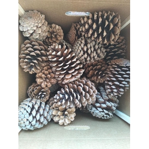 Pinea Maritima Naturel X40 Crate