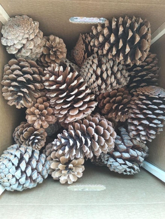 <h4>Pinea Maritima Naturel X40 Crate</h4>