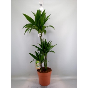 Dracaena frag. 'Janet Craig'