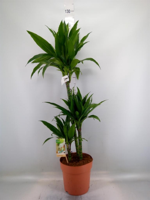 <h4>Dracaena frag. 'Janet Craig'</h4>