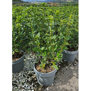 Viburnum overig
