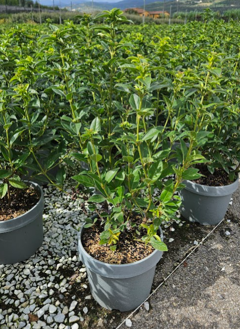 <h4>Viburnum overig</h4>