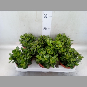 Crassula ovata 'Minor'