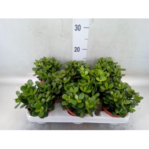 Crassula ovata 'Minor'