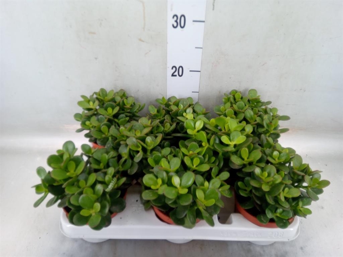 <h4>Crassula ovata 'Minor'</h4>