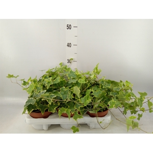 Hedera helix 'Goldchild'