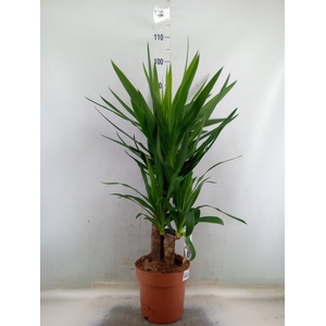 Yucca