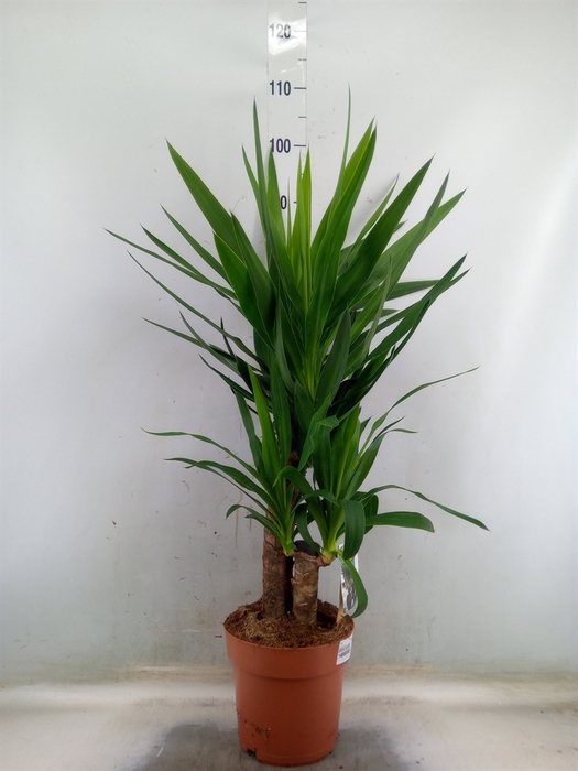 <h4>Yucca</h4>