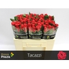 R Gr Tacazzi+ X10