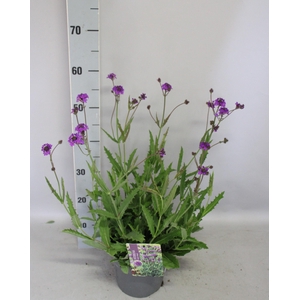 'Weekaanbieding: vaste planten 19 cm  Verbena venosa Rigida (Lilac)