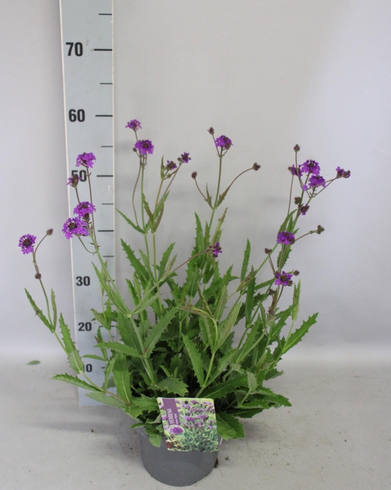 <h4>'Weekaanbieding: vaste planten 19 cm Verbena venosa Rigida (Lilac)</h4>