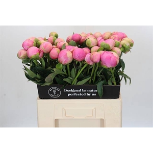 Paeonia dinner plate