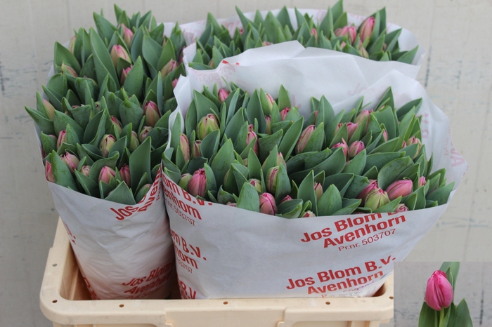 <h4>TU DU OV D.ROSE</h4>