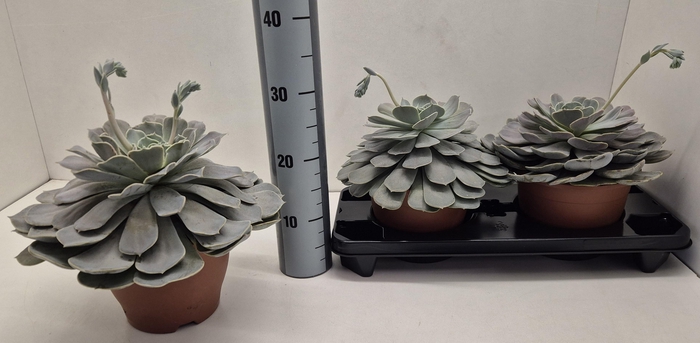 <h4>ECHEV POLLUX</h4>