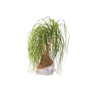 BEAUCARNEA RECURVATA SEM POTE MIN 150 CM