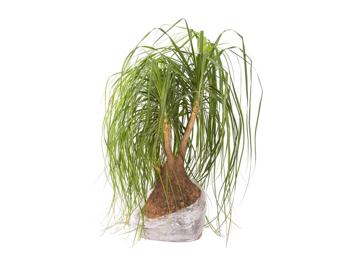 <h4>BEAUCARNEA RECURVATA SEM POTE MIN 150 CM</h4>