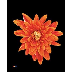 Chr T 2 Kl Baltica Roma