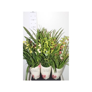 Cymbidium Gem 3 Branche