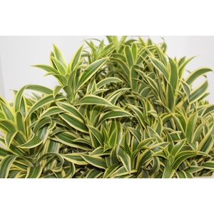 FOLHAGEM DRACENA PLEOMELE VARIEGATA