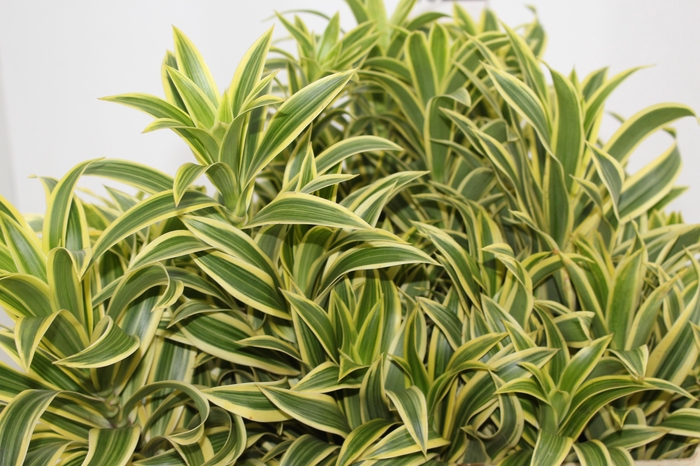 <h4>FOLHAGEM DRACENA PLEOMELE VARIEGATA</h4>
