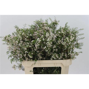 Chamelauc White Eve