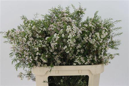 <h4>Chamelauc White Eve</h4>