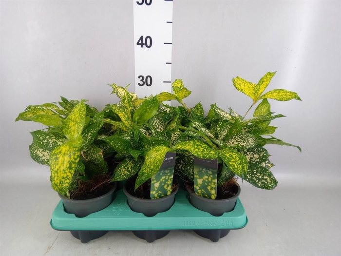 <h4>Dracaena surculosa 'Florida Beauty'</h4>