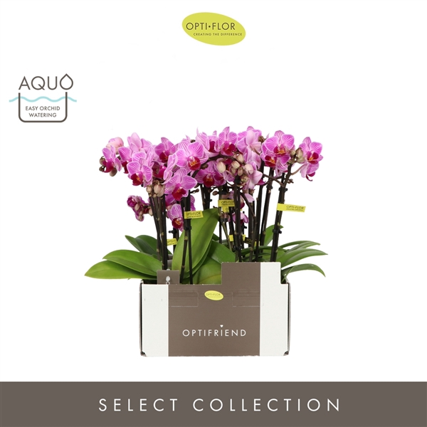 <h4>Optifriend Lotte 3 spike in Molise Lilac Aquo</h4>