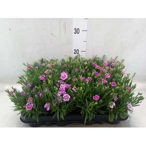 Dianthus  'Pink Kisses'