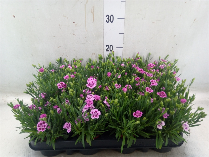 <h4>Dianthus  'Pink Kisses'</h4>
