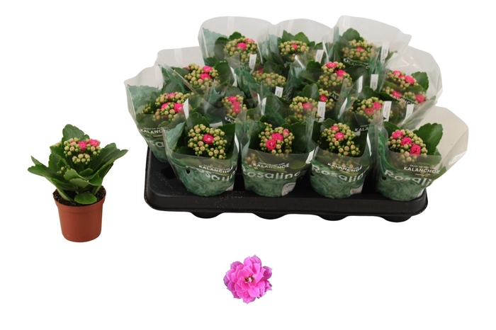 <h4>KAL GE NANDO PINK</h4>