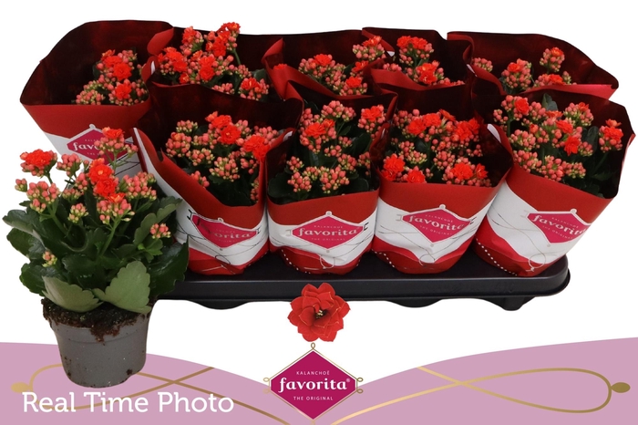 <h4>KAL GE PERFECTA RED</h4>