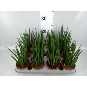 Sansevieria bacularis