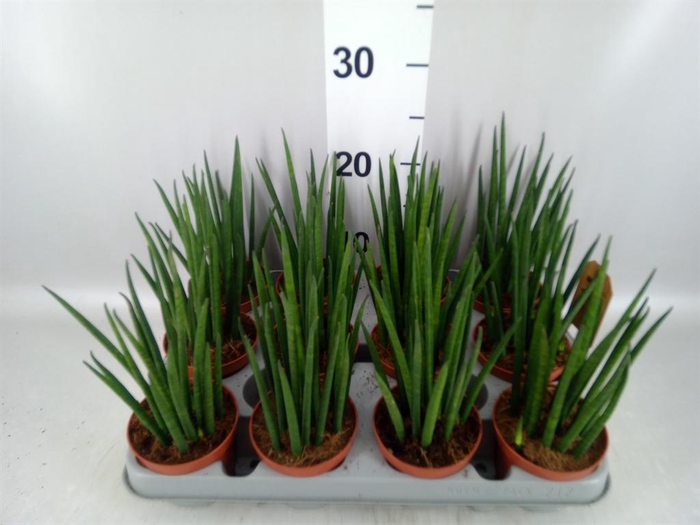 <h4>Sansevieria bacularis</h4>