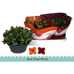 Kalanchoe blos.   ..mix 2