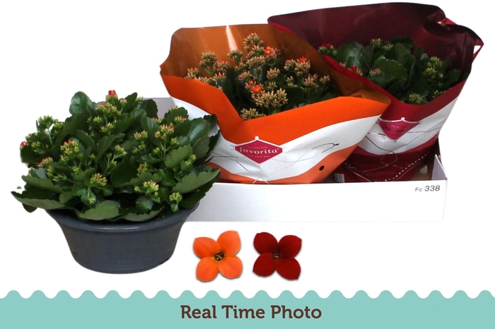 <h4>Kalanchoe blos.   ..mix 2</h4>
