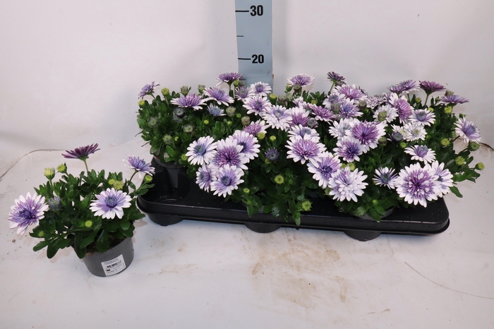 <h4>OSTEO 3D GEMENGD</h4>