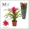 Guzmania Deseo Pink