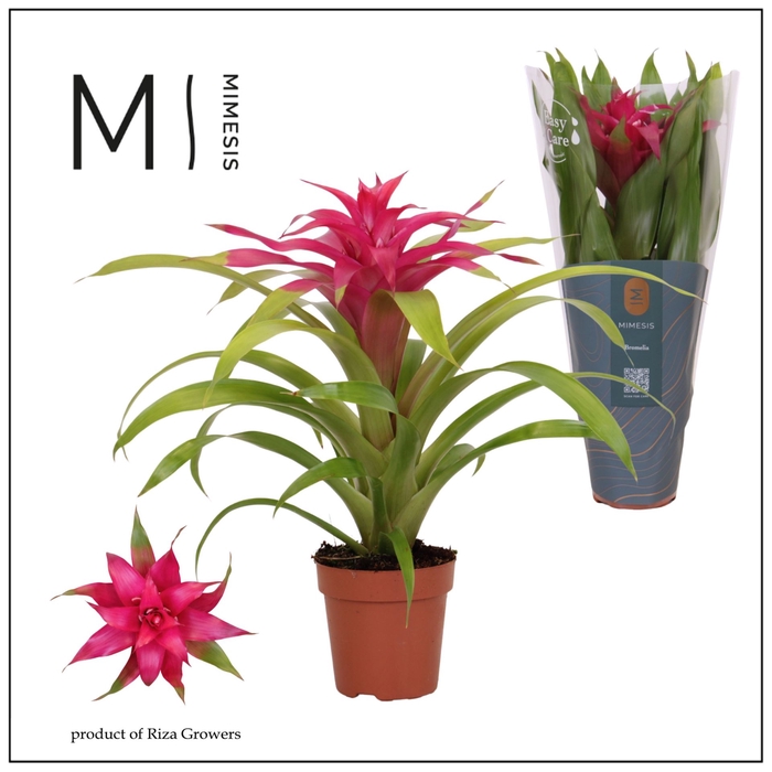 Guzmania Deseo Pink
