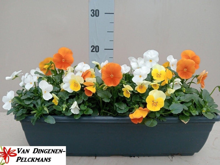 <h4>VIO CO SORBET GEM</h4>