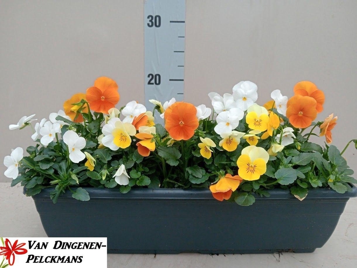 <h4>VIO CO SORBET GEM</h4>