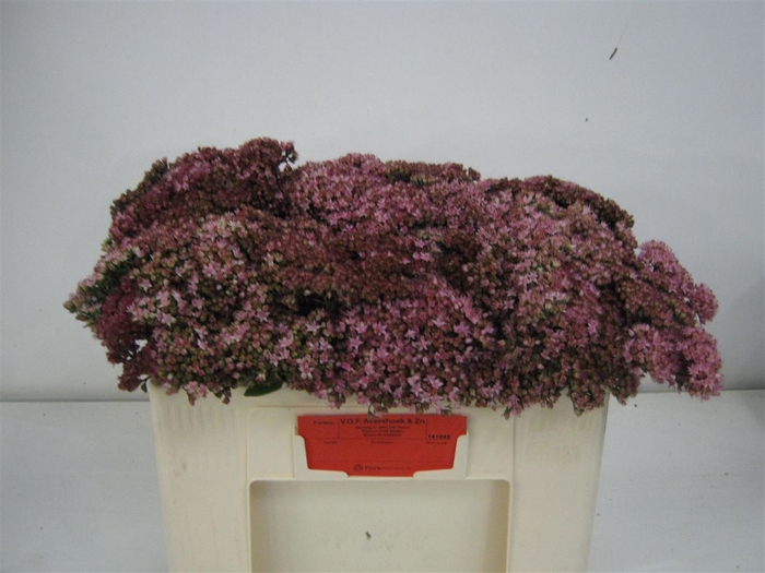 <h4>Sedum Matrona</h4>