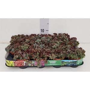 Sedum cyaneum 'Rosenteppich'